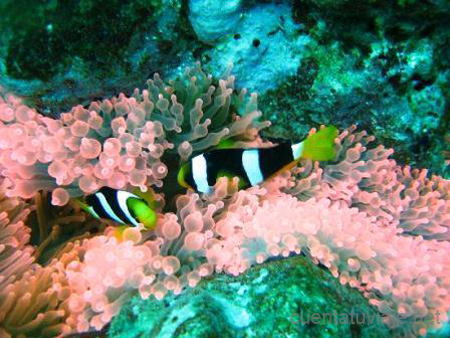 Islas Similan, Tailandia